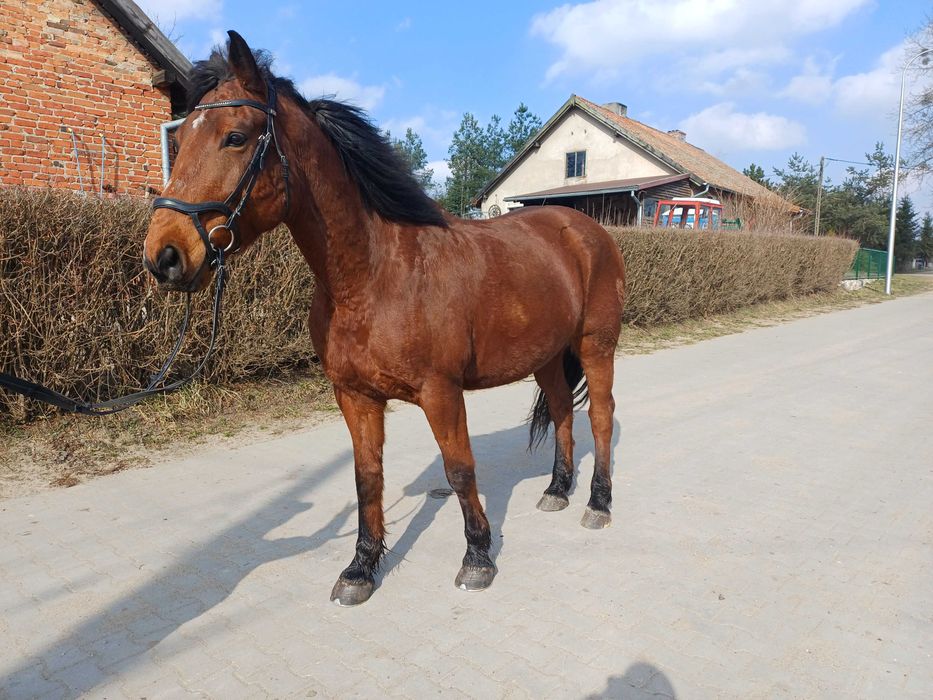 Klacz pogrubiana.