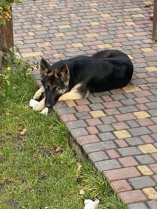 Немецкая Овчарка  1 год в хорошие руки