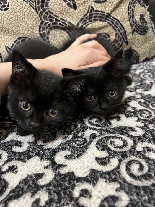 Шотландські кошенята котик кішка
