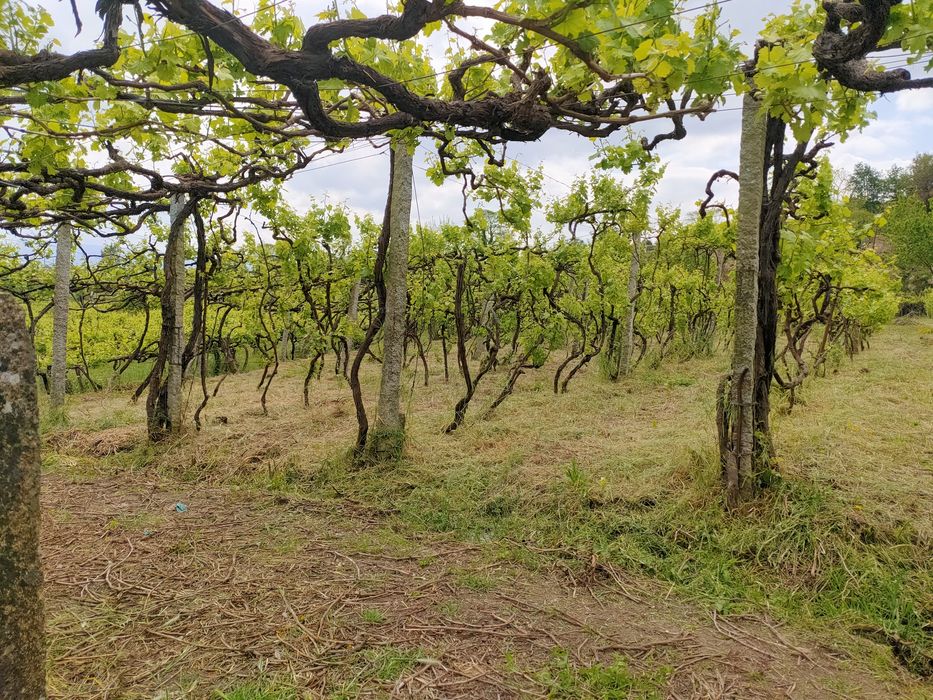 limpeza terrenos, vinhas .etc