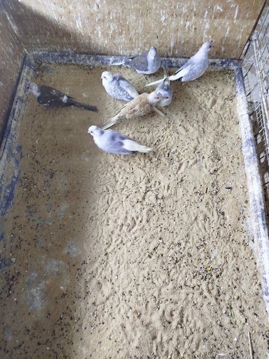 Gołąbki Diamentowe