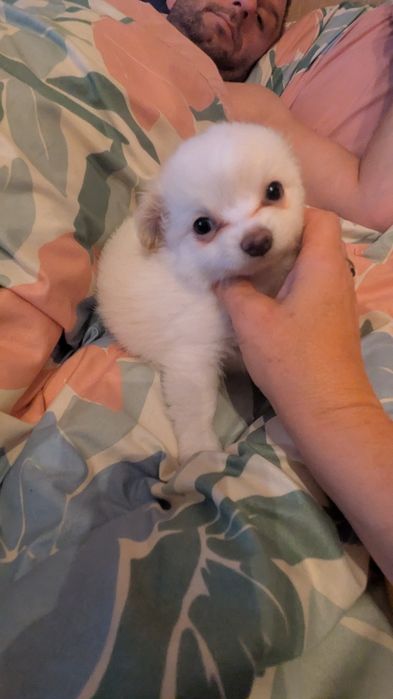 Chihuahua FCI chłopiec dlugowlosy