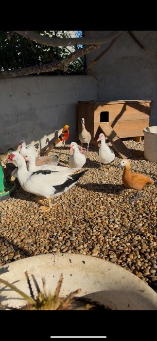 Faisoes dourados e prateados