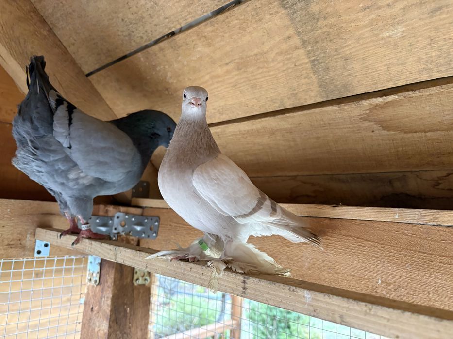 Samczyk blajwiner blauwinder