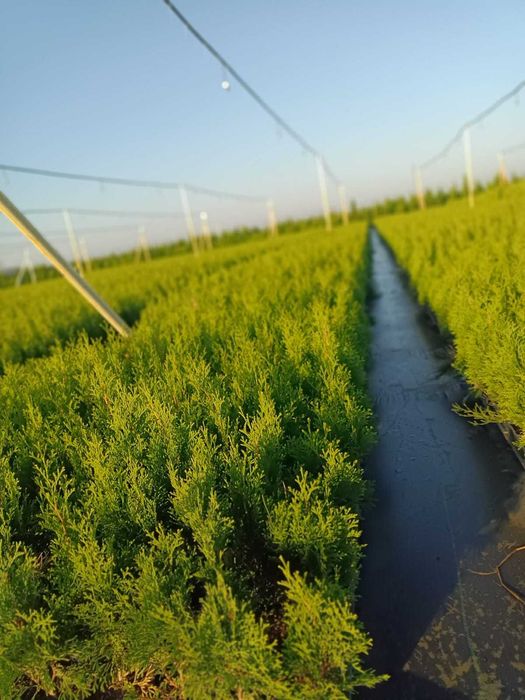 Tuja szmaragd 50-60 doniczka C2