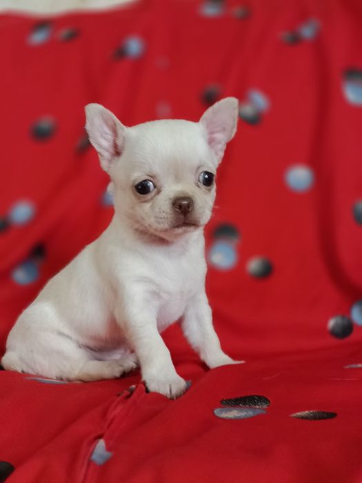 Ну дуже гарна дівчина