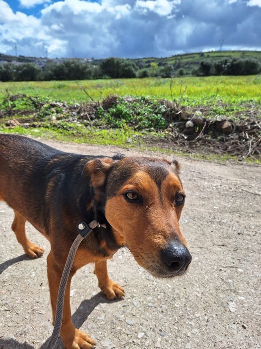 Bandida - cadela média para adoção