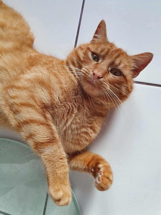 Cudny rudzielec już teraz może dołączyć do Waszej rodziny