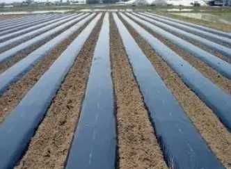 Мульчирующая пленка / Агроволокно / Агроткань / метраж / ОПТ / Перфора