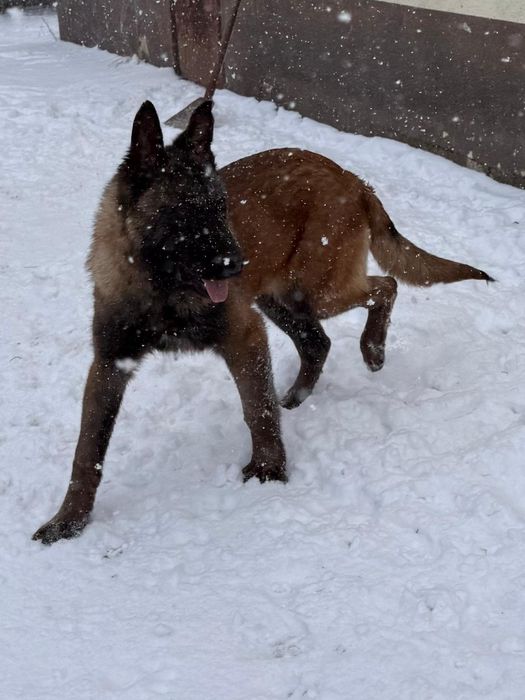 Owczarek Belgijski Malinois