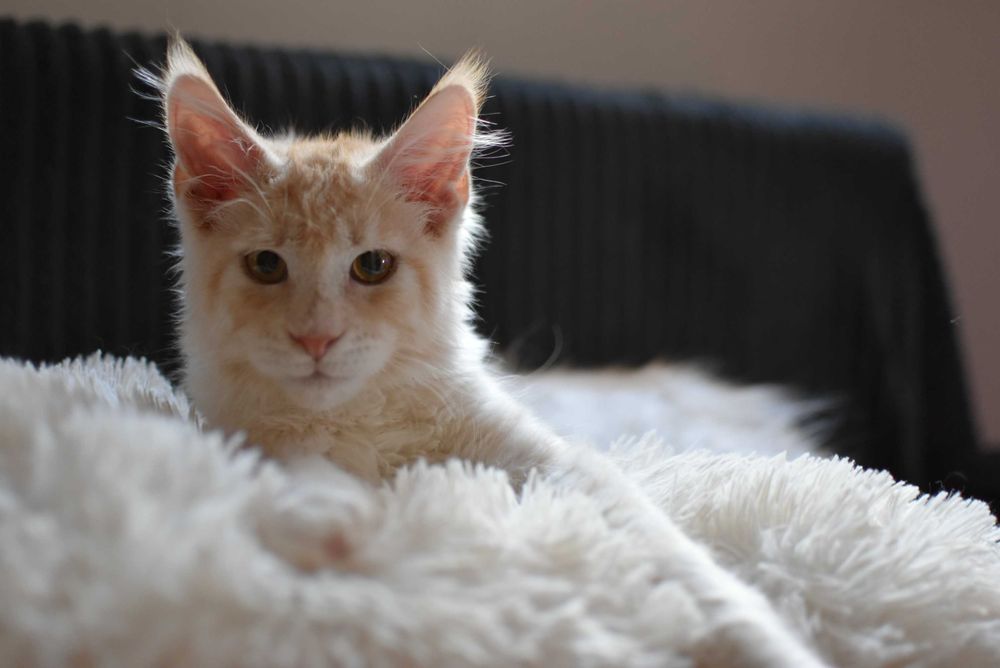 REZERWACJA/Gotowy do Odbioru/Kocurek Maine Coon/Rodowód FPL