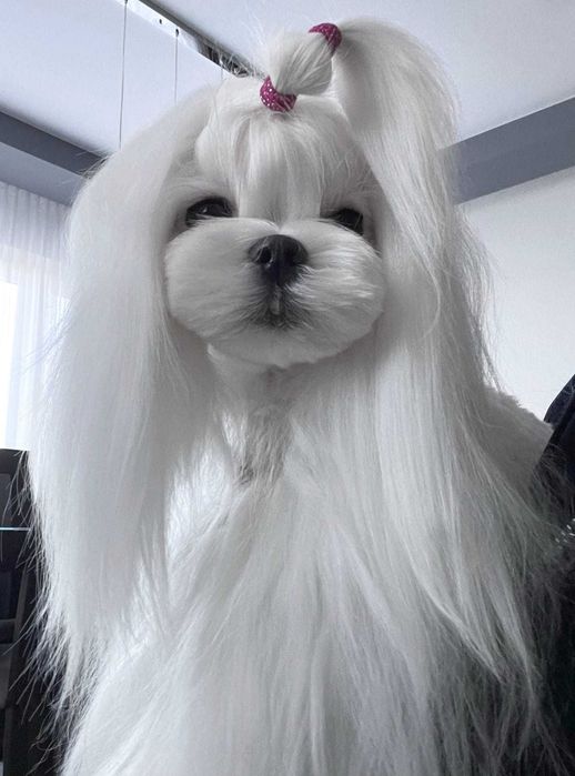 Prześlicznej urody piesek