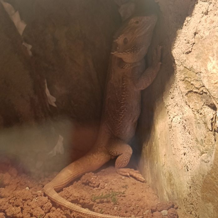 2 agamy brodate + terrarium