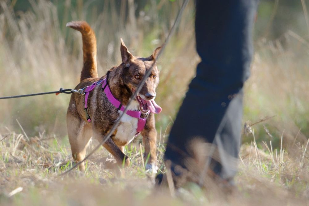 Rysio, idealny i młody psiak czeka na dom