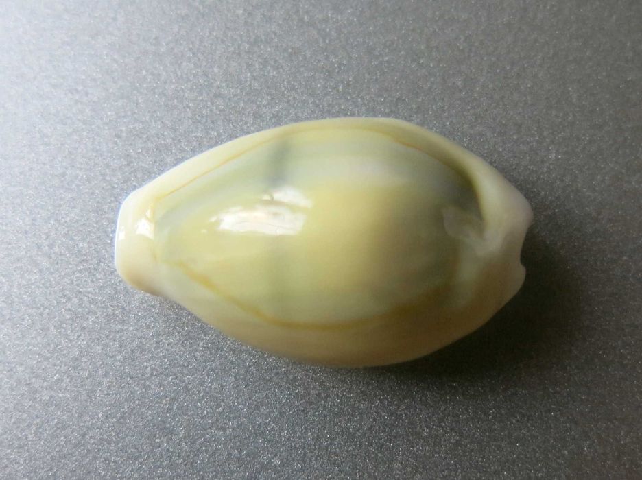 Muszla morska, porcelanka - Monetaria (Cypraea) moneta icterina / 22mm