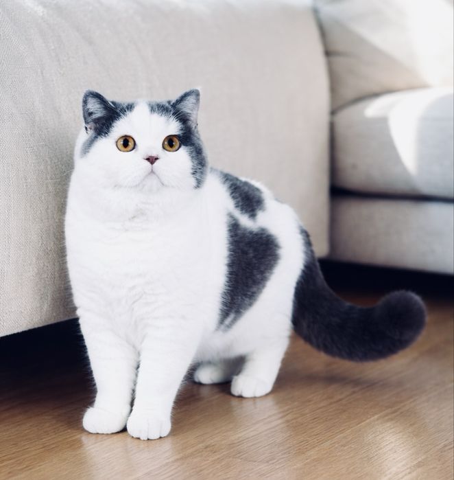 Kocieta Brytyjskie - zapowiedz miotu