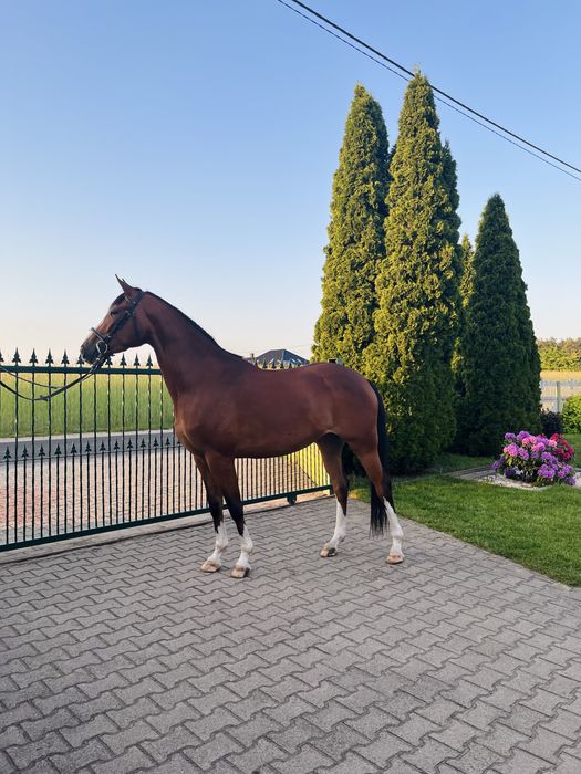 Klacz wielkopolska 4 lata