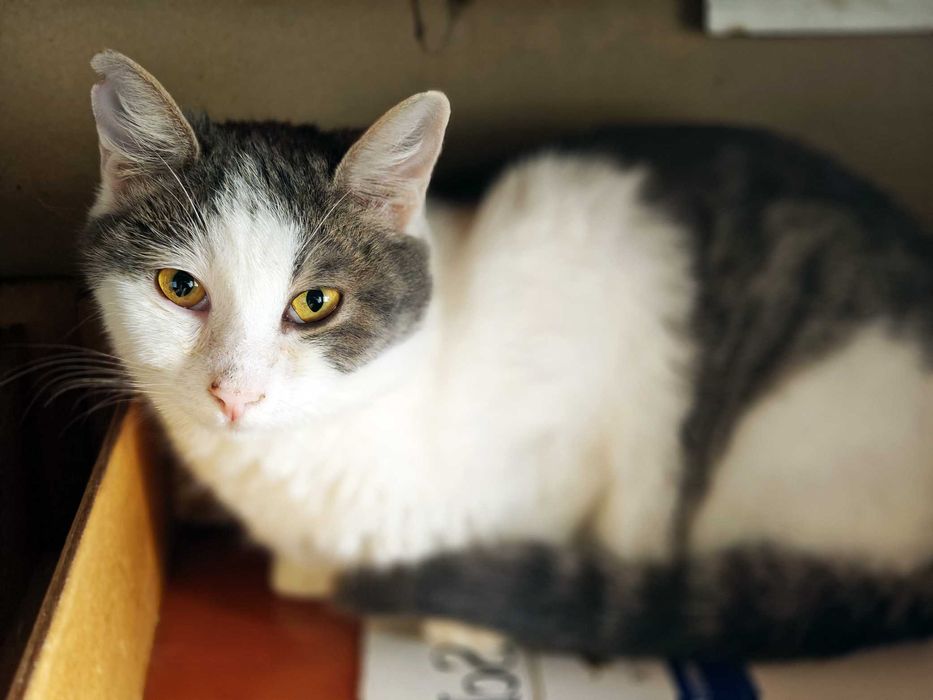 Красуня 1рік Фанні шукає дім кошеня кіт котик котенок коти кішка