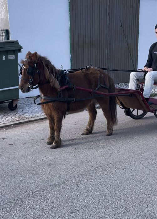 Ponei fêmea super mansinha