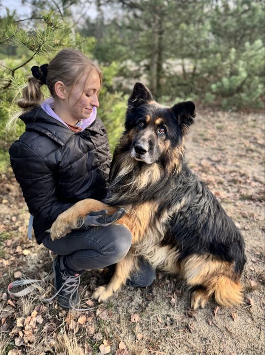 Hades - piękny owczarek niemiecki do adopcji!