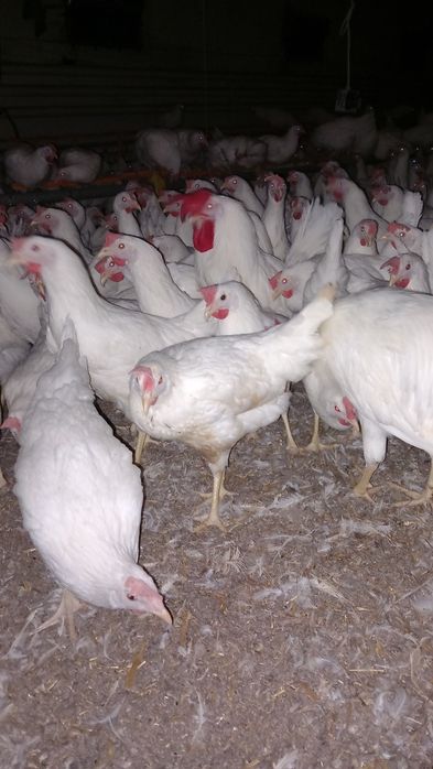 Kury Nioski Leghorn 24 tygodnie! Wysyłka od 10 sztuk!
