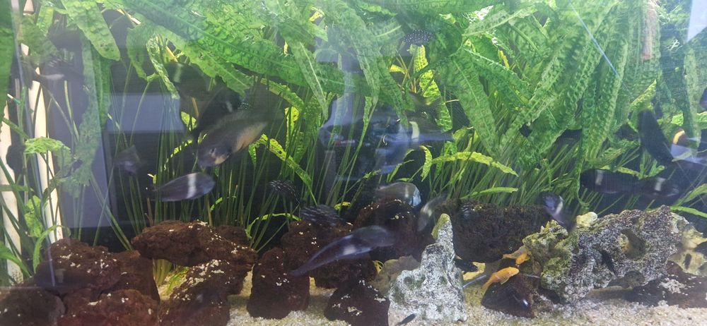 Młode rybki tropheus Tanganika piękne zdrowe