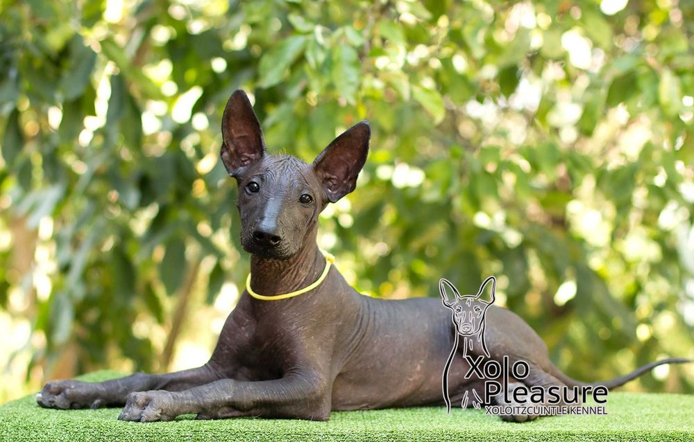 КСОЛО з розплідника