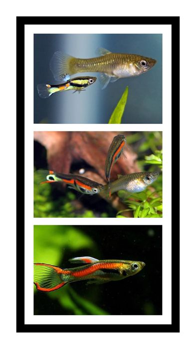 Kolorowe Gupiki Endlera samice samce młode zdrowe ryby