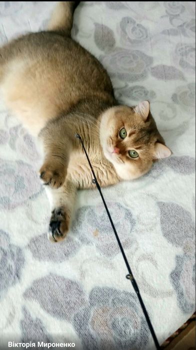 Неймовірні британські золоті шиншили