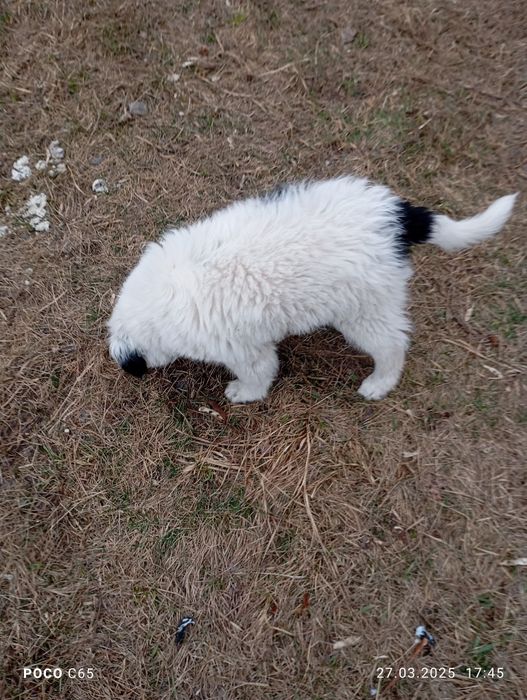 Віддам цуценя у добрі руки.