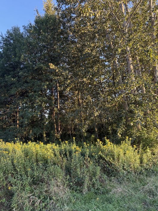 Działka z bezterminowymi warunkami zabudowy na sprzedaż – Zgórsko, gmina Radomyśl Wielki - Widok 4