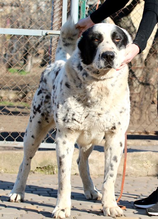 САО / Туркменский Алабай/ открыт на вязку