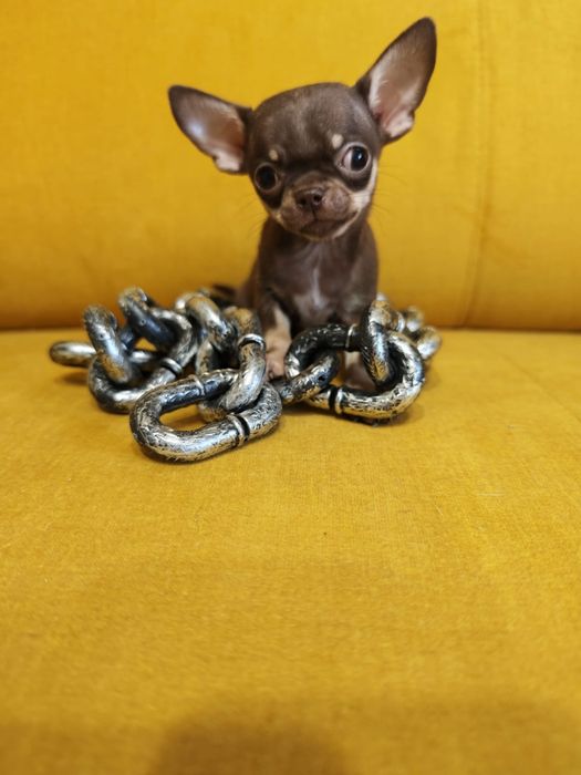 Chihuahua  piesek mini xxs czekoladowy podpalany  juz do odbioru