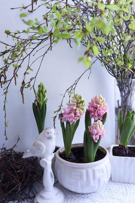 Гіацинти весняні