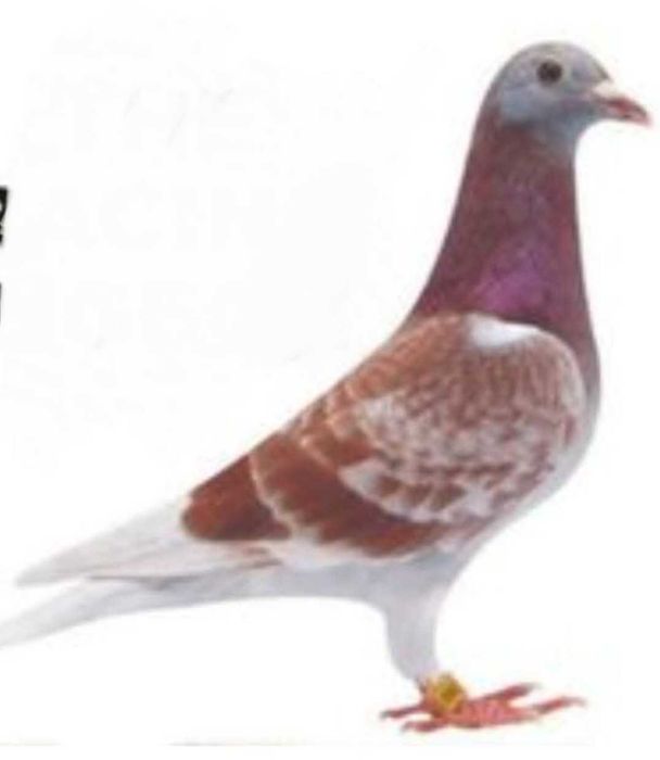 Criadores de Pombas correias boa raca   para conhecedores