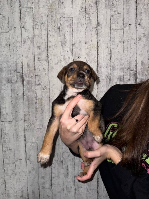 Цуценя  шукає добрі руки .Відам безкоштовно