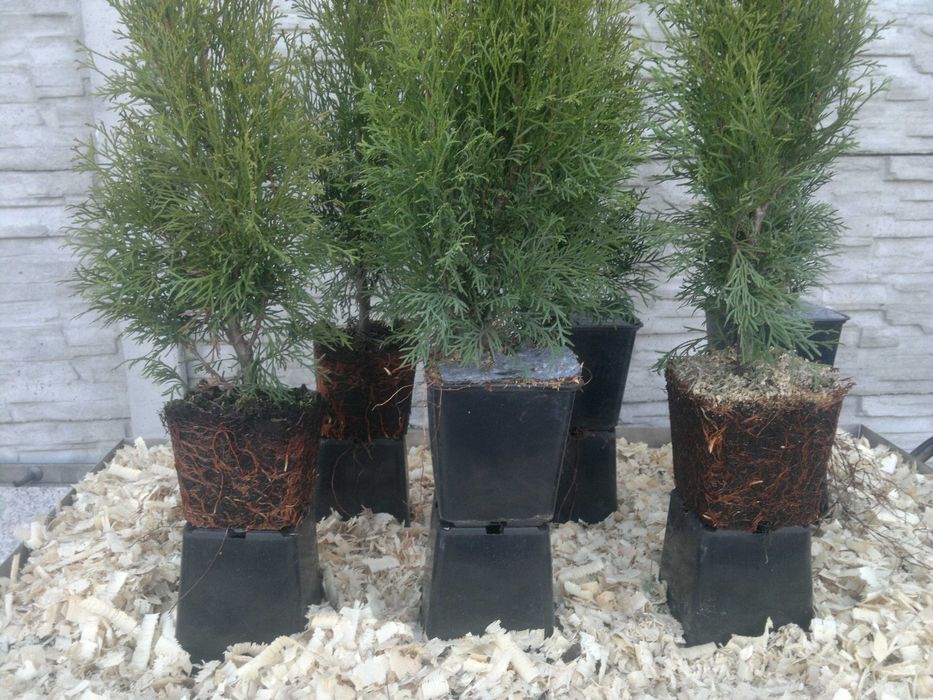 Tuja Szmaragd doniczka 8 sztuk thuja smaragd