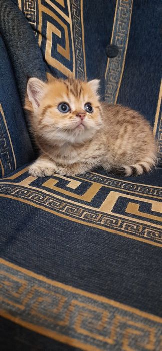 Шотландские прямоухие котята скотиш страйт