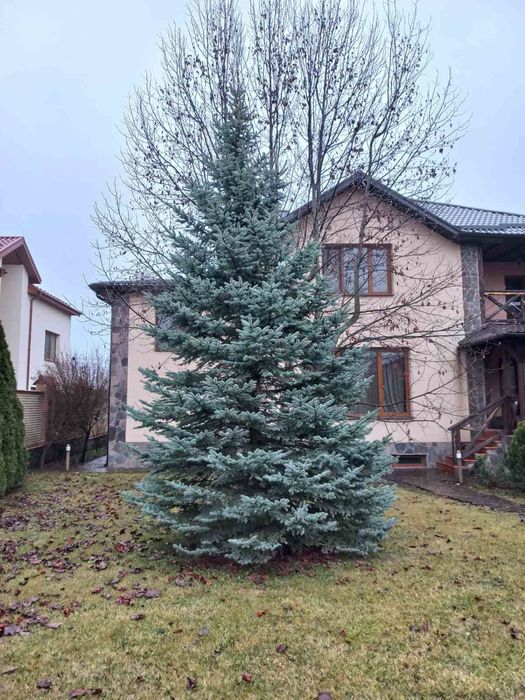 Блакитна ялинка