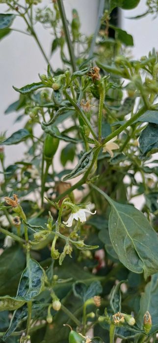 Planta Piri-Piri /Malagueta Biológica em Vaso