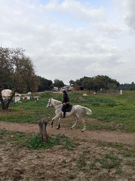 Cavalo bom para aulas