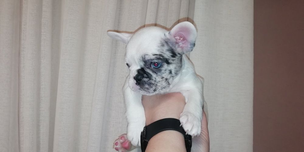 Щенята  Французского Бульдога