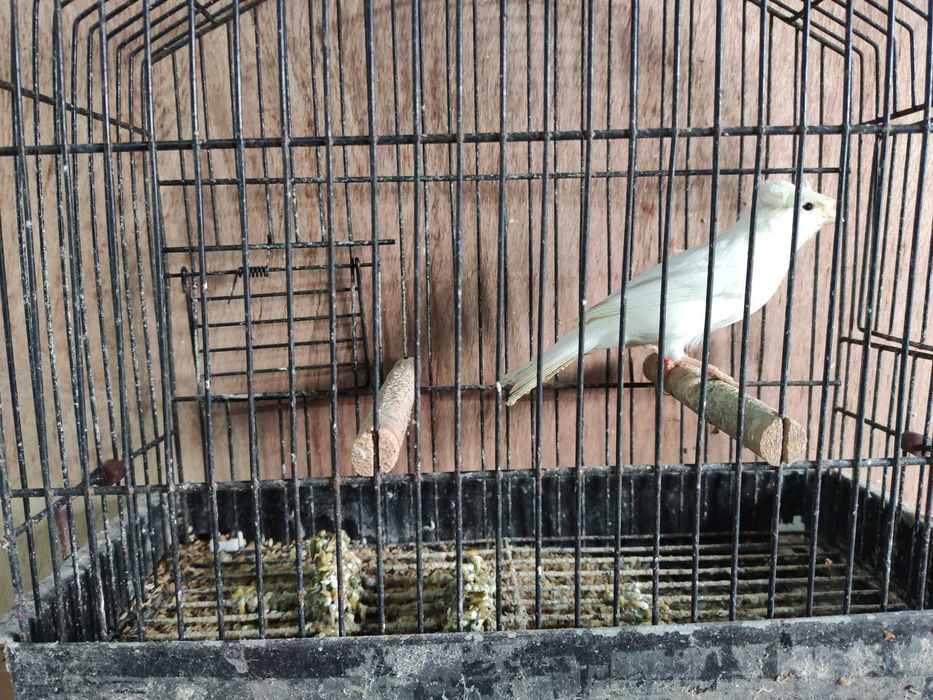 Últimos canários 2025