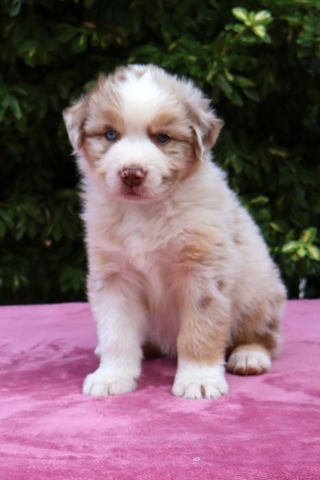 Owczarek Australijski FCI piesek red merle