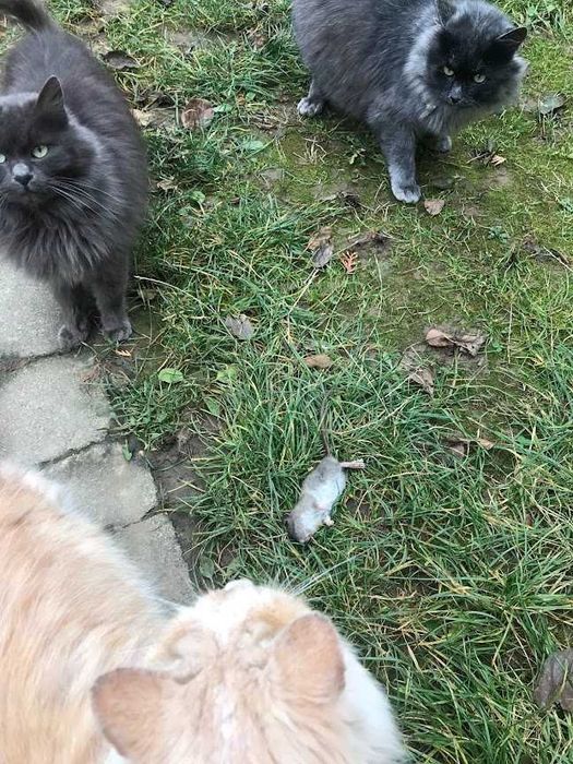 Кіт та кішка ,,нібелунг".