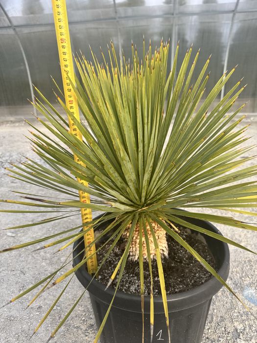 Juka Rostrata Yucca Rostrata. 75cm