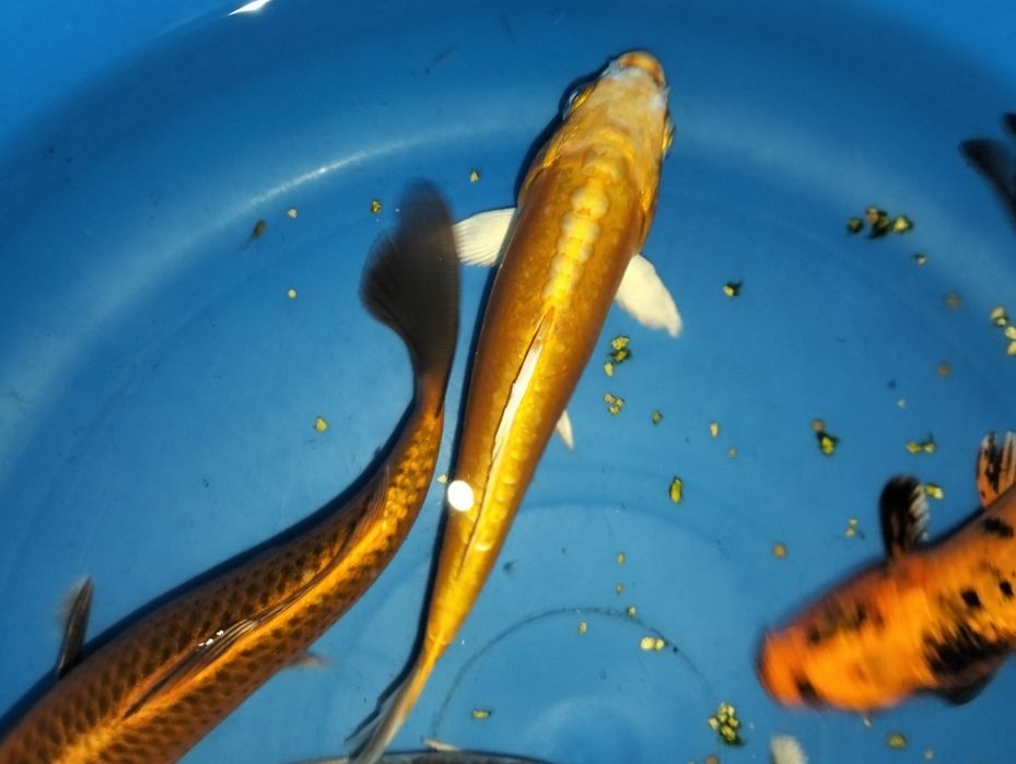 Carpa koi seleção 15 a 16cm