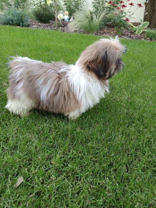 Piękne pieski shih tzu z rodowodem