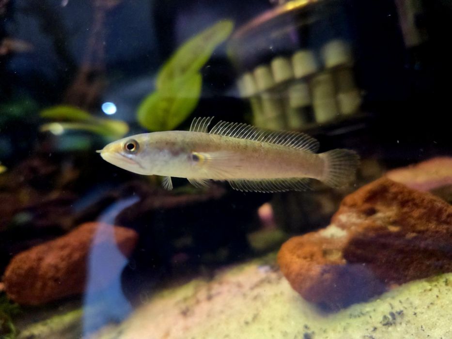 Channa limbata (Wężogłów)