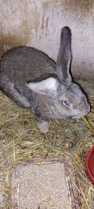 Króliki mam do sprzedania dużej rasy  ładne umaszczenie